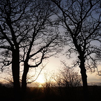 Buy canvas prints of Winter Trees - Oakwell Park, Birstall, West Yorksh by Peter Shuttleworth