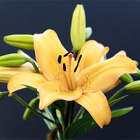Buy canvas prints of Light Orange Lily by paul thomas