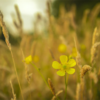 Buy canvas prints of Buttercup and grass by paul thomas