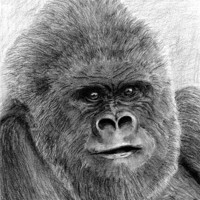 Buy canvas prints of Gorilla fine art study by David Worthington