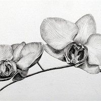 Buy canvas prints of Orchids pencil study by David Worthington