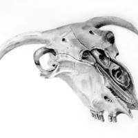 Buy canvas prints of Sheeps Skull sketch by David Worthington