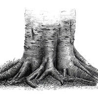 Buy canvas prints of Beech tree roots sketch by David Worthington
