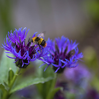 Buy canvas prints of Bee on Flower by Kat Arul