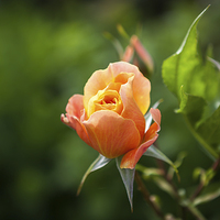 Buy canvas prints of Lovely Orange Rose by Kat Arul
