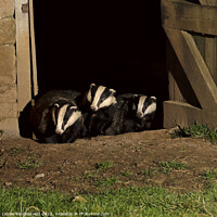 Buy canvas prints of Badgers in an old barn by Louise Heusinkveld