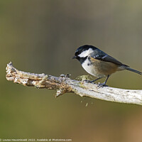 Buy canvas prints of Coal Tit, Parus ater by Louise Heusinkveld