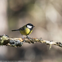 Buy canvas prints of Great Tit, Parus major by Louise Heusinkveld