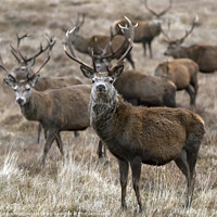 Buy canvas prints of A group of Red deer stags in winter, Cairngorms, Scotland by Louise Heusinkveld