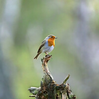 Buy canvas prints of European robin, Erithacus rubecula by Louise Heusinkveld