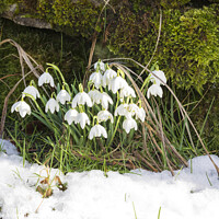 Buy canvas prints of Snowdrops naturalized beside a dry stone wall in Swaledale by Louise Heusinkveld