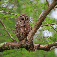 Buy canvas prints of Barred Owl by Louise Heusinkveld