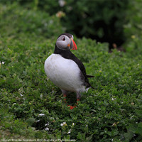 Buy canvas prints of Atlantic Puffin by Louise Heusinkveld
