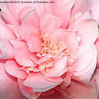 Buy canvas prints of Camellia by Louise Heusinkveld