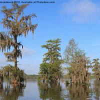 Buy canvas prints of Cypress trees with Spanish Moss by Louise Heusinkveld