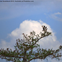 Buy canvas prints of Osprey on Bald Cypress by Louise Heusinkveld