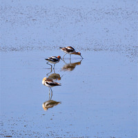 Buy canvas prints of American Avocets by Louise Heusinkveld