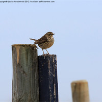Buy canvas prints of Meadow Pipit by Louise Heusinkveld