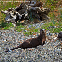 Buy canvas prints of Watchful Otter by Louise Heusinkveld