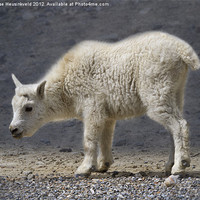 Buy canvas prints of Mountain Goat Kid by Louise Heusinkveld
