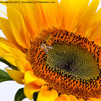 Buy canvas prints of Sunflower with Bee by Louise Heusinkveld