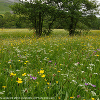 Buy canvas prints of Yellands Meadow, Swaledale by Louise Heusinkveld