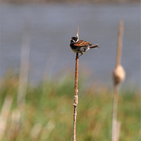 Buy canvas prints of Reed Bunting Singing on a Reed by Louise Heusinkveld