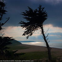 Buy canvas prints of Cedars above Loe Bar, Cornwall by Louise Heusinkveld