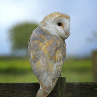 Buy canvas prints of Barn Owl on a Fence by Louise Heusinkveld