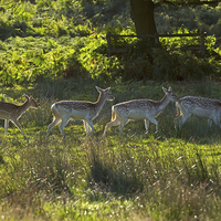 Buy canvas prints of Fallow deer does and fawns at sunrise by Louise Heusinkveld
