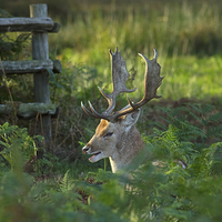 Buy canvas prints of Fallow deer buck in rutting season by Louise Heusinkveld