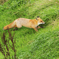 Buy canvas prints of Red Fox in a Hurry by Louise Heusinkveld