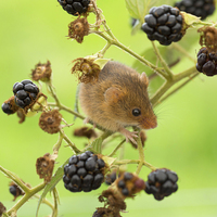 Buy canvas prints of Harvest mouse on a blackberry stem by Louise Heusinkveld