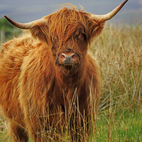 Buy canvas prints of Red Highland Cow, Northumberland by Louise Heusinkveld