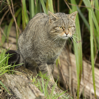 Buy canvas prints of Scottish wildcat watching prey by Louise Heusinkveld
