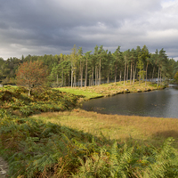 Buy canvas prints of Tarn Hows in autumn, Cumbria by Louise Heusinkveld