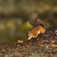 Buy canvas prints of Red Squirrel Searching for Food by Louise Heusinkveld