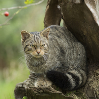 Buy canvas prints of Scottish wildcat, Felis silvestris by Louise Heusinkveld
