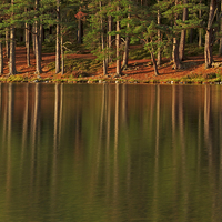Buy canvas prints of Pine forest and still waters of the loch at dawn by Louise Heusinkveld