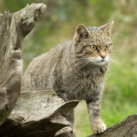 Buy canvas prints of Scottish wildcat by Louise Heusinkveld