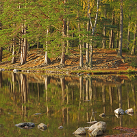 Buy canvas prints of Pine forest and still waters of Loch An Eilein by Louise Heusinkveld