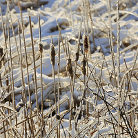 Buy canvas prints of Ice Coated Bullrushes by Louise Heusinkveld