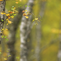 Buy canvas prints of Birch Tree in Autumn by Louise Heusinkveld