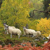 Buy canvas prints of Sheep Grazing in Glen Strathfarrar, Scotland by Louise Heusinkveld