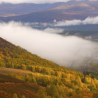 Buy canvas prints of View of the Glenmore Forest and the Cairngorms by Louise Heusinkveld