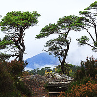 Buy canvas prints of Twisted Pines in Glen Affric by Louise Heusinkveld