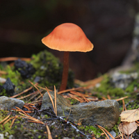 Buy canvas prints of Conical Wax Cap by Louise Heusinkveld
