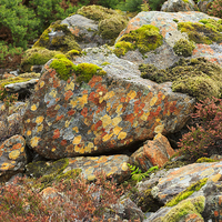 Buy canvas prints of Lichens and Moss by Louise Heusinkveld