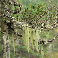 Buy canvas prints of Lichens growing on tree branches by Louise Heusinkveld