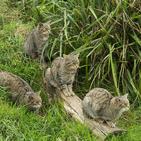 Buy canvas prints of Scottish wildcats by Louise Heusinkveld